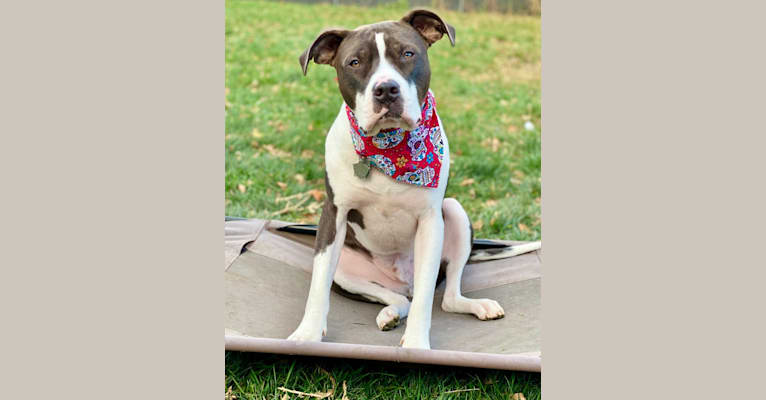 Photo of Sul, an American Bully and American Pit Bull Terrier mix in Humboldt, Iowa, USA