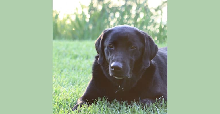 Ziggi, a Labrador Retriever tested with EmbarkVet.com