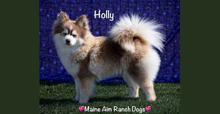 Photo of Holly, a Pomsky  in Maine Aim Ranch, King, Allerton, IA, USA