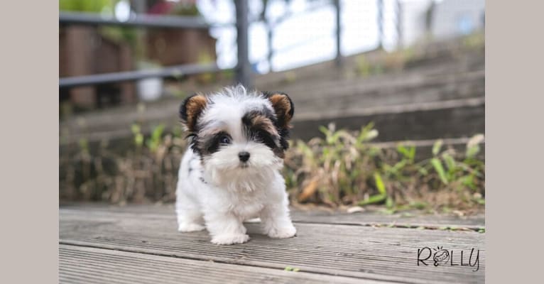 Jasper Hwang, a Biewer Terrier tested with EmbarkVet.com