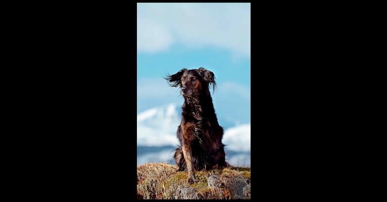 Whitney, a Labrador Retriever and Golden Retriever mix tested with EmbarkVet.com
