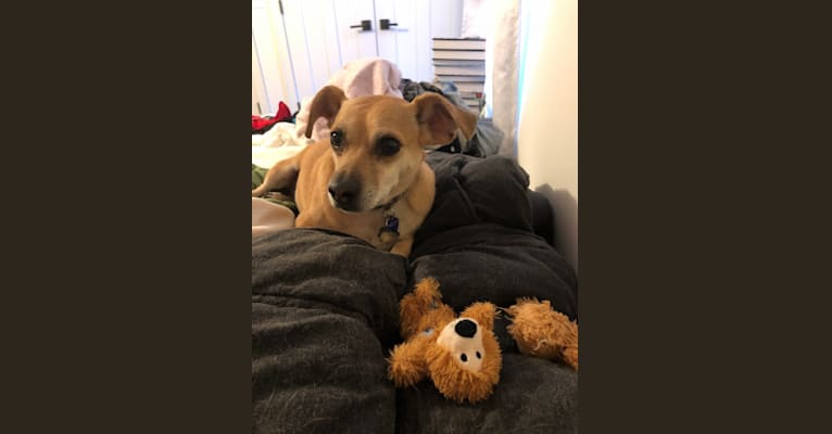 Photo of Wesley, a Chihuahua, Miniature Pinscher, and Mixed mix in California, USA