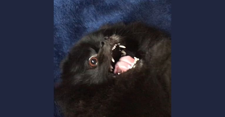 Marlin, a Pomeranian tested with EmbarkVet.com