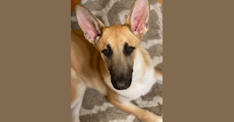 Photo of Loki, a Belgian Malinois and German Shepherd Dog mix in West Bend, Wisconsin, USA