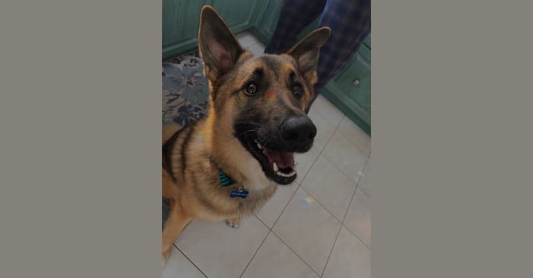 Percy, a Norwegian Elkhound and Australian Cattle Dog mix tested with EmbarkVet.com