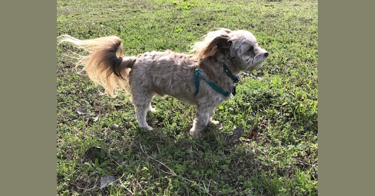 Photo of Max, a Chihuahua and Poodle (Small) mix in Cedar Creek, Texas, USA