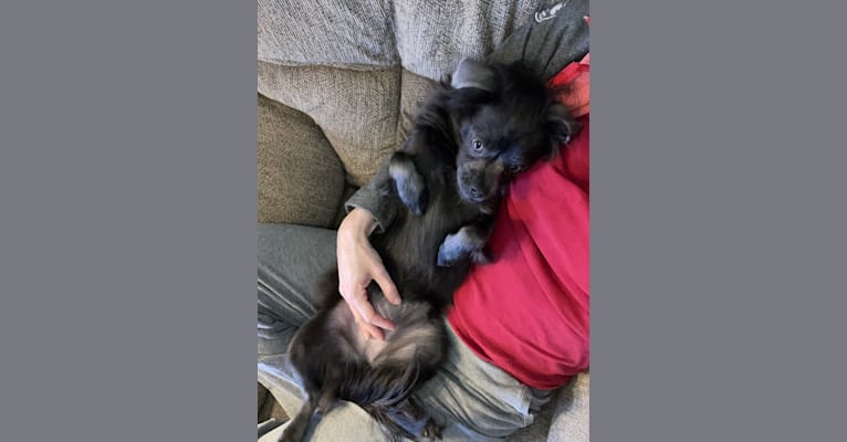 Ruby, a Chihuahua and Shih Tzu mix tested with EmbarkVet.com