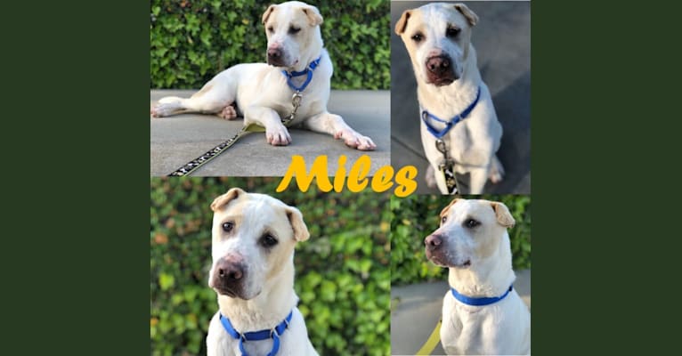 Miles, a Southeast Asian Village Dog tested with EmbarkVet.com