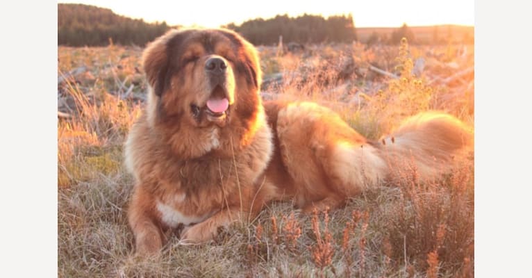 Nularma Helio Ryon, a Tibetan Mastiff tested with EmbarkVet.com