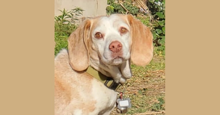 Photo of Takoda aka Elvis, a Beagle  in California, USA