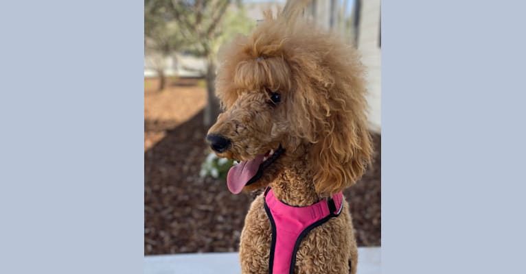 Indie, a Poodle (Standard) tested with EmbarkVet.com