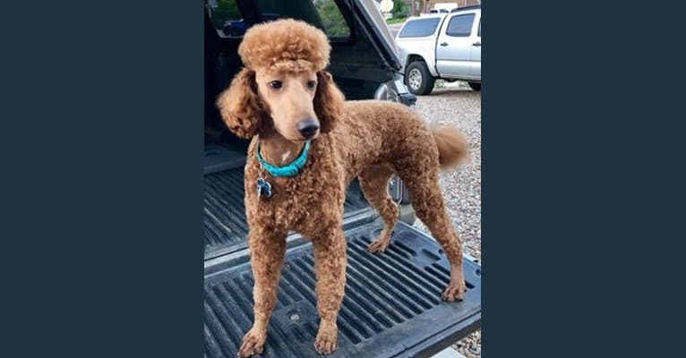 Photo of TEAGEN, a Poodle  in Oz Cockapoos And Doodles, West Hopewell Road, Holton, IN, USA