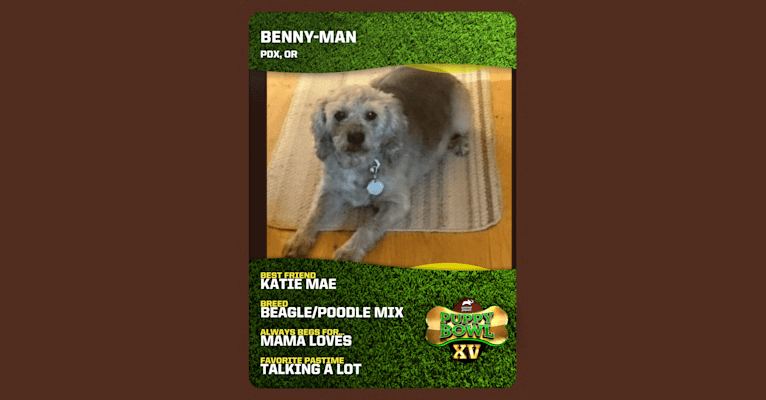 Bentley James Bailey, a Beagle and Poodle (Small) mix tested with EmbarkVet.com