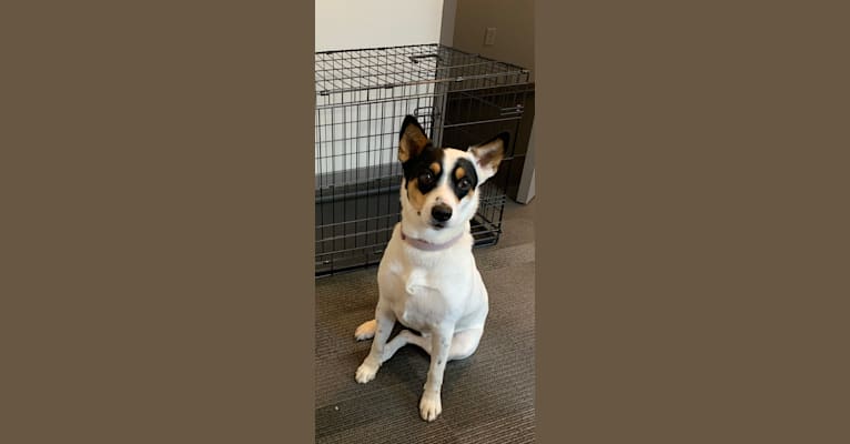 Roxie, an Australian Cattle Dog and Rat Terrier mix tested with EmbarkVet.com