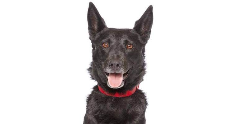Zoe, a German Shepherd Dog and Rottweiler mix tested with EmbarkVet.com