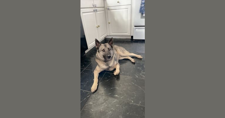 Smokey, a Norwegian Elkhound tested with EmbarkVet.com