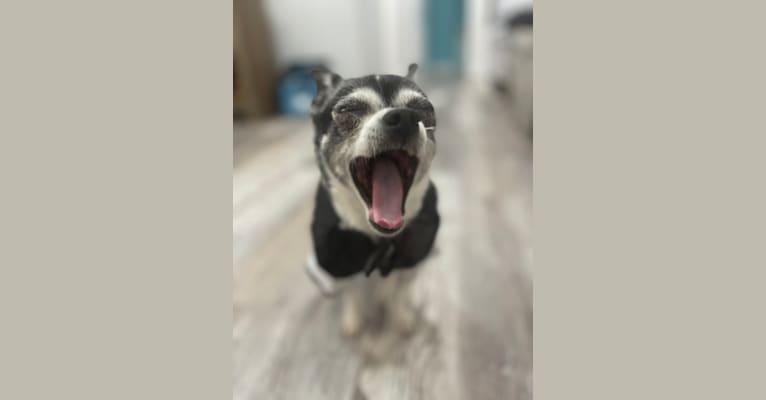 Leo, a Chihuahua tested with EmbarkVet.com