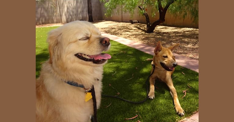 Bean, a Chow Chow and Chihuahua mix tested with EmbarkVet.com