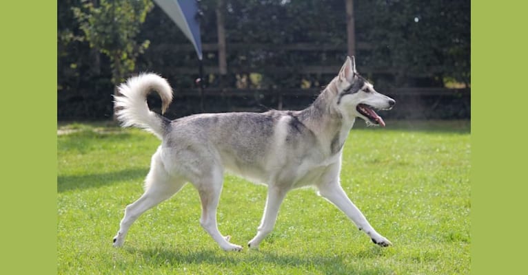 Whisper, a German Shepherd Dog and Siberian Husky mix tested with EmbarkVet.com