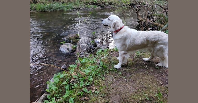 Juniper, a Golden Retriever tested with EmbarkVet.com