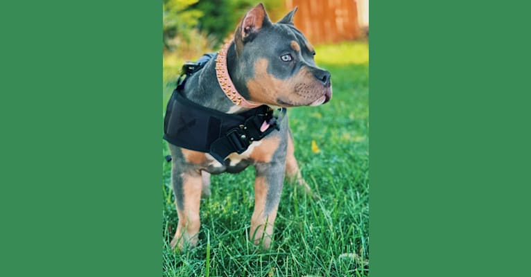 Penny-Mac, an American Bully tested with EmbarkVet.com