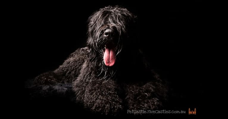 Photo of Vlad (Yarrawon Theodore), a Black Russian Terrier  in Wonga Park VIC, Australia