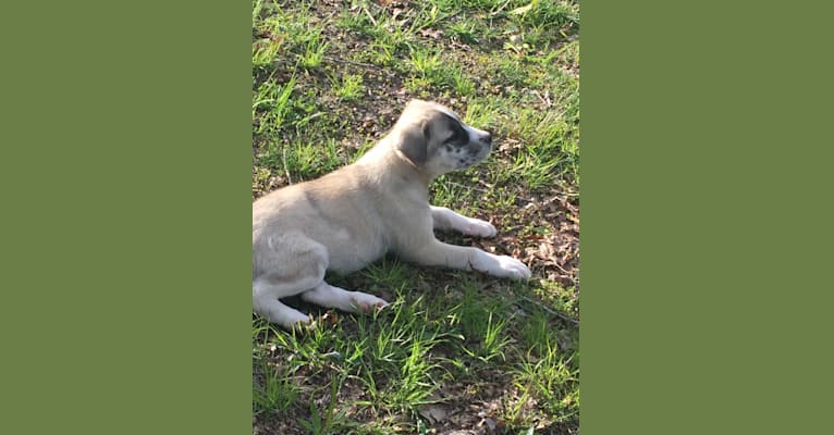 Photo of Winter, a Great Pyrenees, Mountain Cur, Norwegian Elkhound, and Mixed mix in Jasper, Tennessee, USA