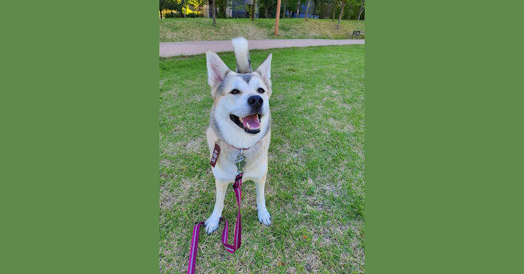 Photo of Doyoon, a Japanese or Korean Village Dog and Jindo mix in 연기군, 대한민국