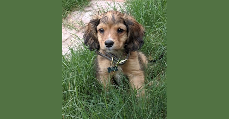 Cocker spaniel pomeranian mix 2025