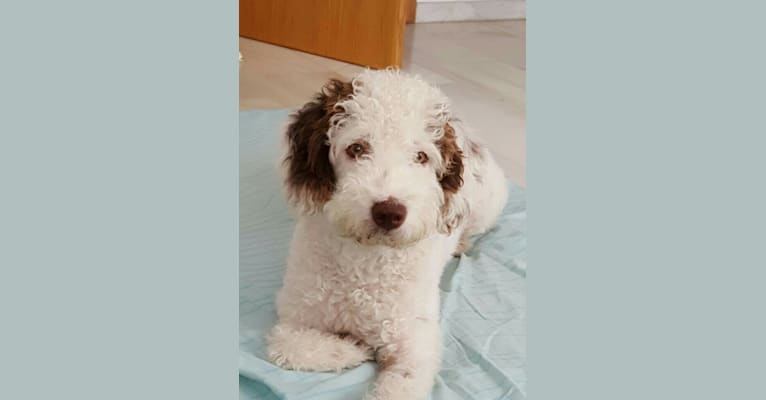 Bruma, a Spanish Water Dog tested with EmbarkVet.com