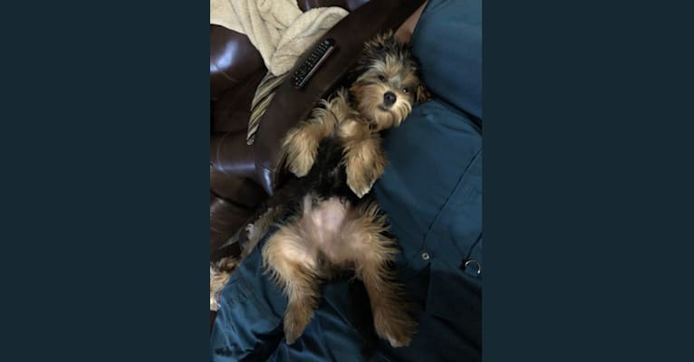 Photo of Baxter, a Yorkshire Terrier  in New Mexico, USA