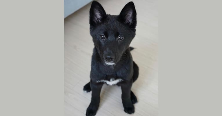 Evie, a Japanese or Korean Village Dog and Jindo mix tested with EmbarkVet.com