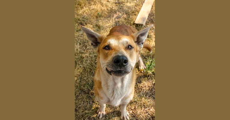 Percy, a Carolina Dog tested with EmbarkVet.com