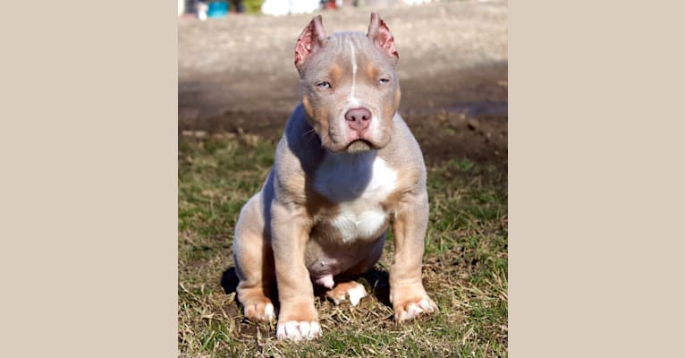 QK’s ONE MORE TIME; Encore, an American Bully tested with EmbarkVet.com