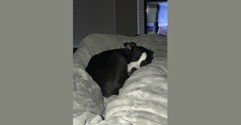 Photo of Archie, an American Pit Bull Terrier (12.0% unresolved) in Alabama, USA