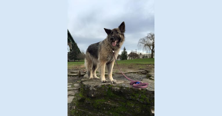 Bianca, a German Shepherd Dog tested with EmbarkVet.com