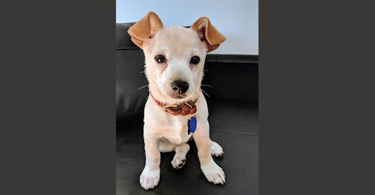 Milo, a Chihuahua and Poodle (Small) mix tested with EmbarkVet.com