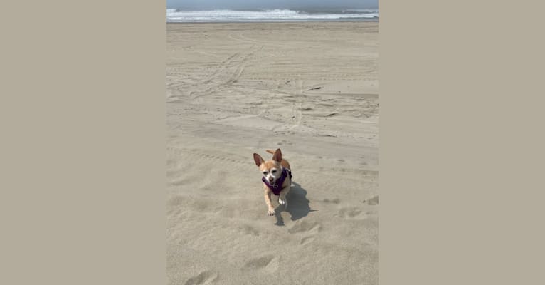 Photo of Rylie, a Chihuahua  in San Jose, California, USA
