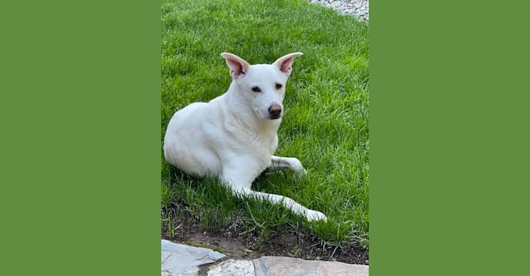 Darwin, a Chow Chow and Labrador Retriever mix tested with EmbarkVet.com