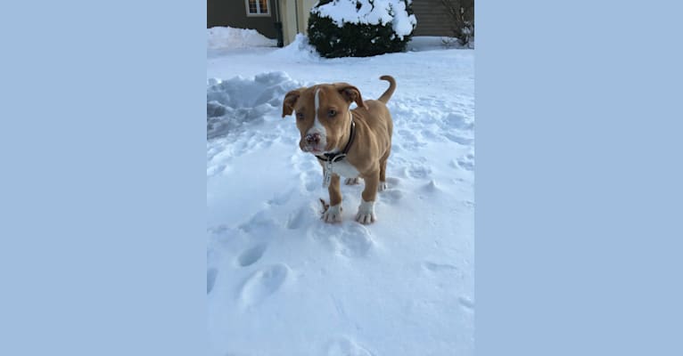 Photo of Leo, an American Pit Bull Terrier and Boxer mix in Connecticut, USA