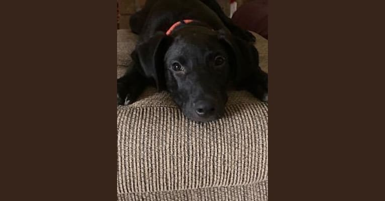 Black german shepherd great dane cheap mix