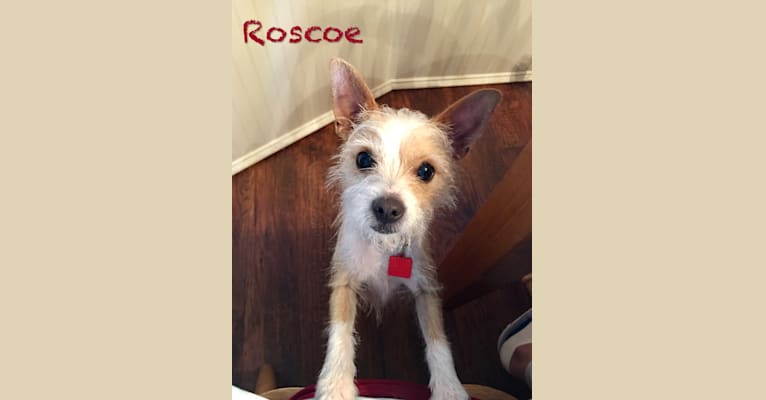 Roscoe, a Chihuahua and Miniature Pinscher mix tested with EmbarkVet.com