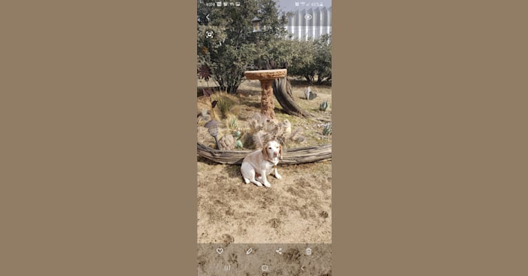 Photo of Takoda aka Elvis, a Beagle  in California, USA