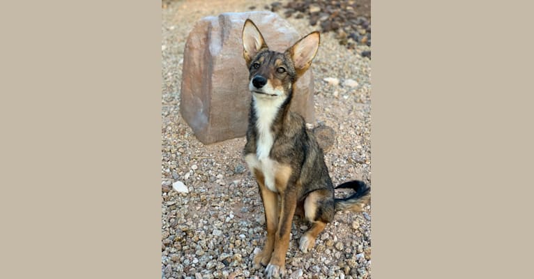 Cilantro, a Border Collie and Coyote mix tested with EmbarkVet.com