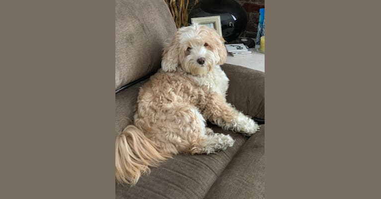 Laia, a Tibetan Terrier tested with EmbarkVet.com