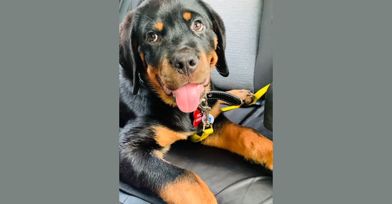 Chompy, a Rottweiler tested with EmbarkVet.com