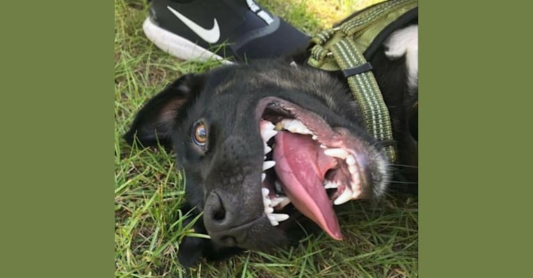 Photo of Loki, a German Shepherd Dog, American Pit Bull Terrier, Labrador Retriever, and Mixed mix in Plant City, Florida, USA
