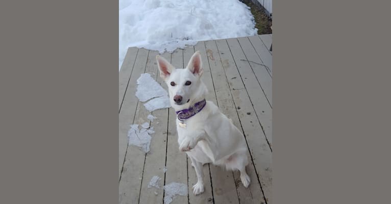 Bibby, an Alaskan-type Husky tested with EmbarkVet.com