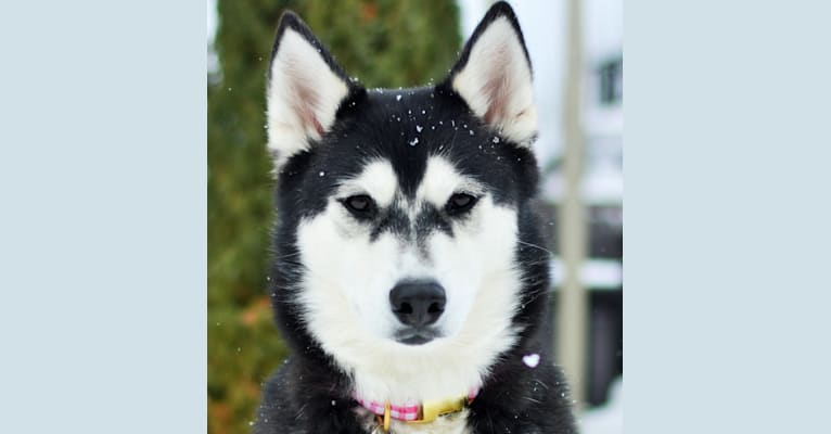 Sadie, a Siberian Husky and Alaskan Malamute mix tested with EmbarkVet.com