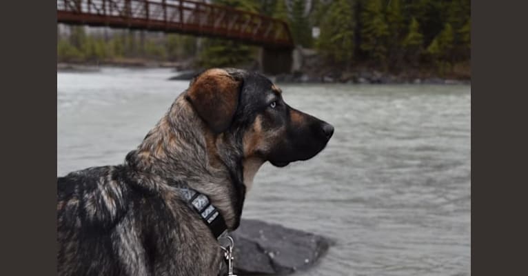 Nala, a Great Pyrenees and German Shepherd Dog mix tested with EmbarkVet.com